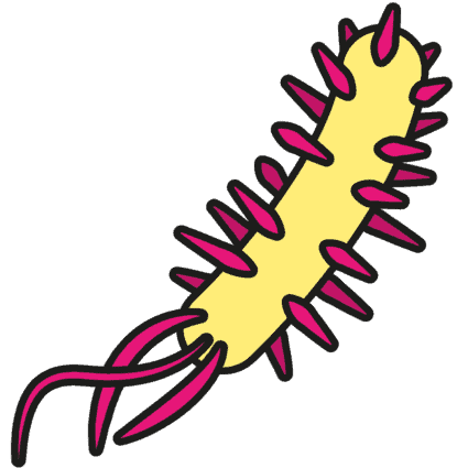 e coli bacteria cartooned